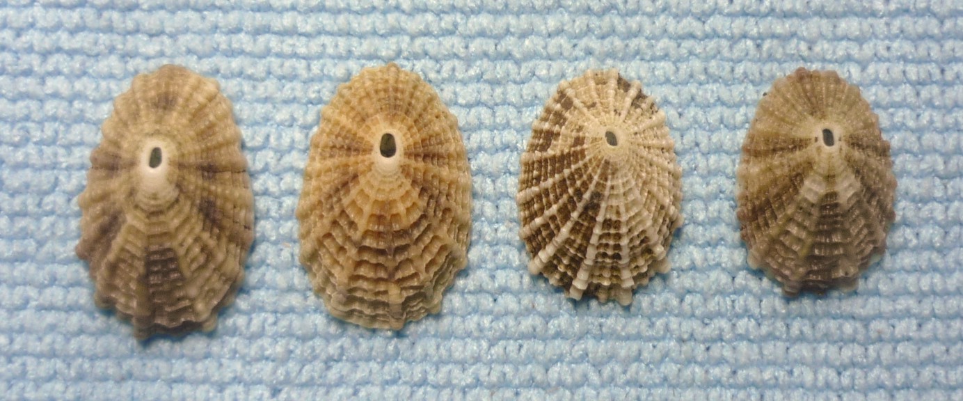 Diodora graeca